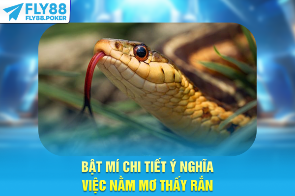 Nằm Mơ Thấy Rắn - Giải Mã Điềm Báo Và Số Đề May Mắn 5 Bật mí chi tiết ý nghĩa việc nằm mơ thấy rắn